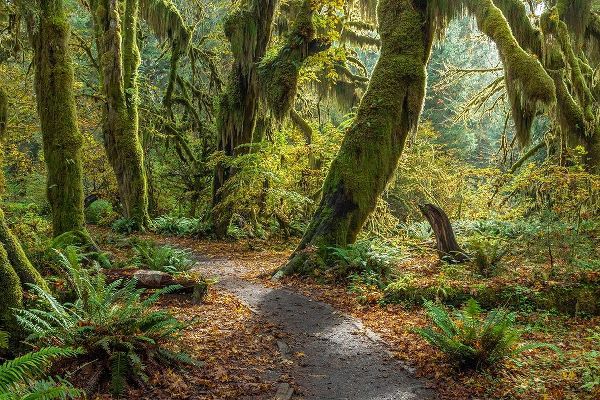 Washington State-Olympic National Park Panoramic composite of trail through mossy forest